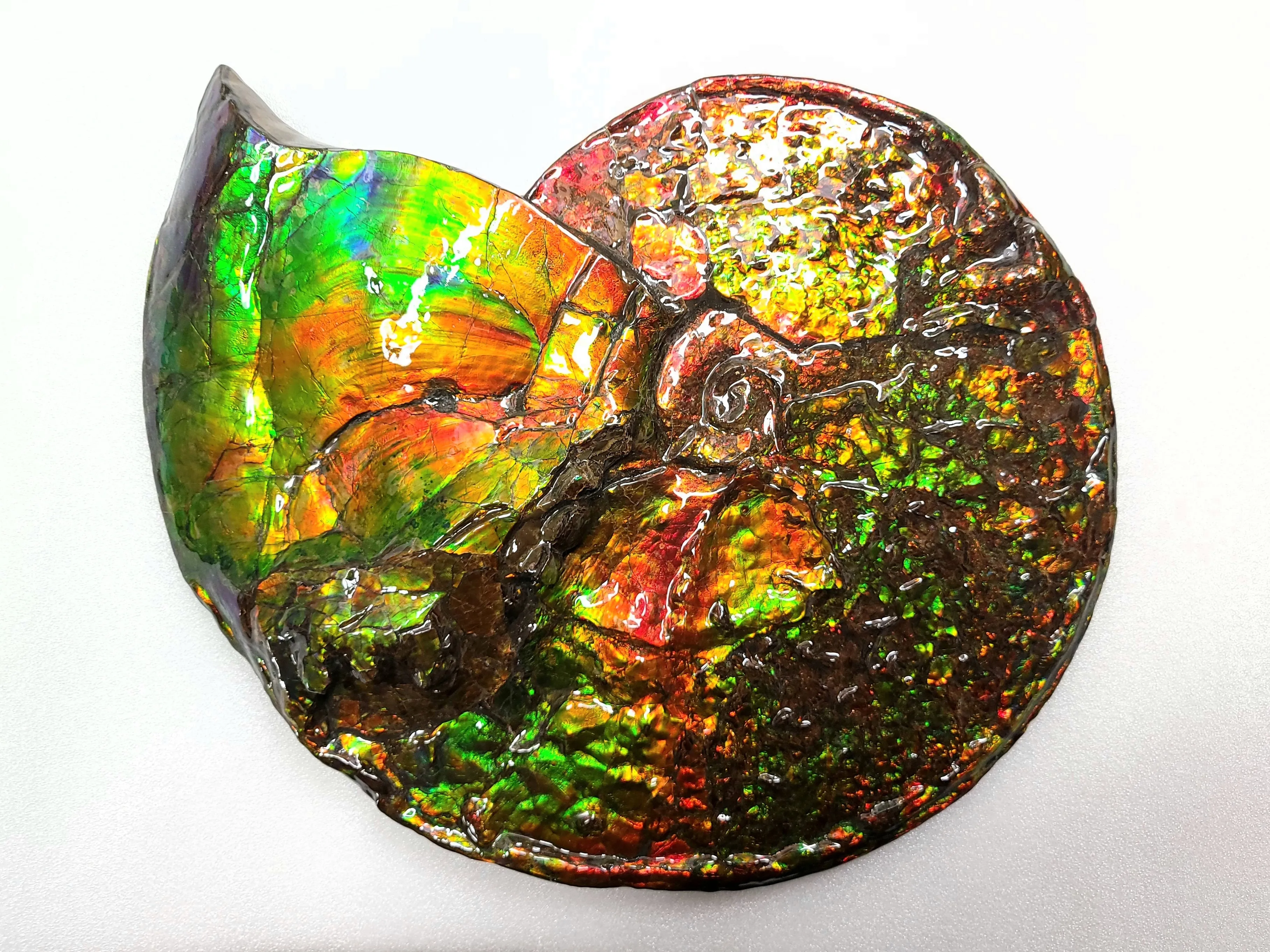 Canadian Ammonite Full Fossil Placenticeras costatum Ammolite AMLF2228